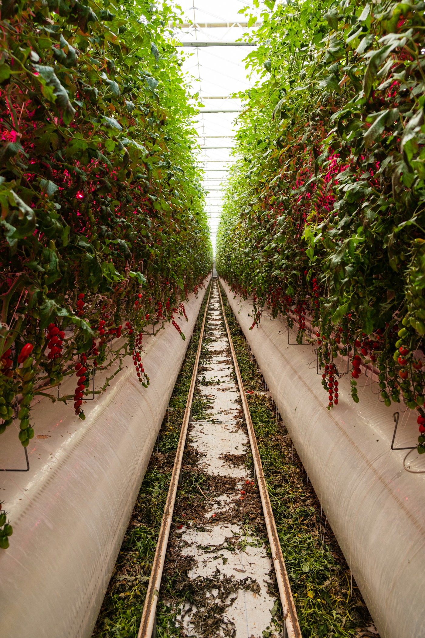 Illustrative tomato greenhouse